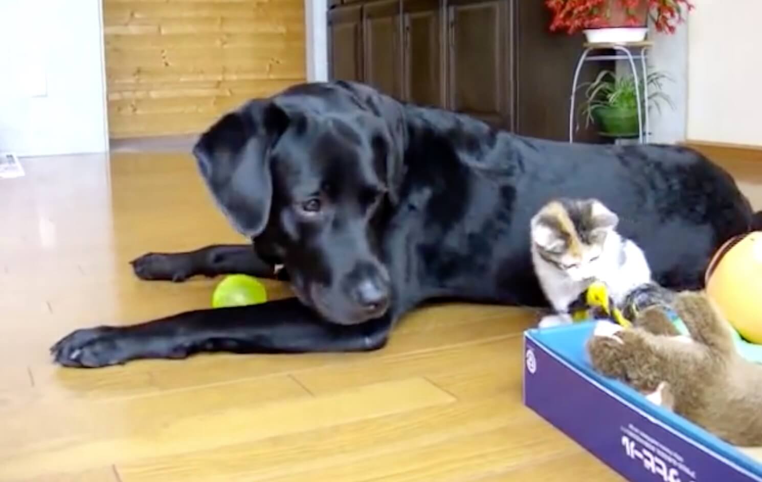 ラブラドールレトリーバー,動画