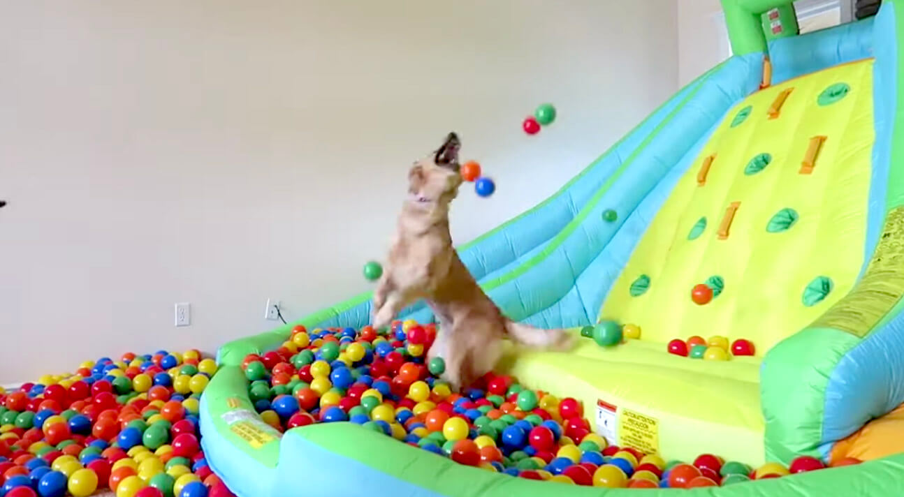 ゴールデンレトリーバー,動画