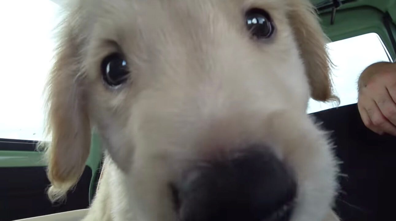 ゴールデンレトリーバー,動画