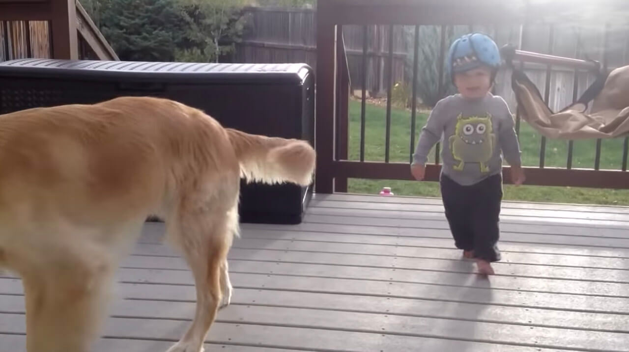 ゴールデンレトリーバー,動画