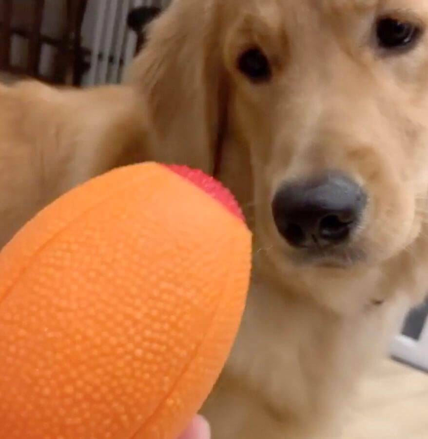 ゴールデンレトリーバー,動画