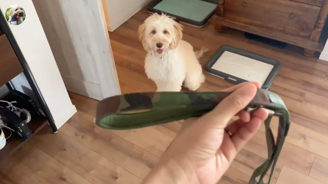 ラブラドゥードル,動画