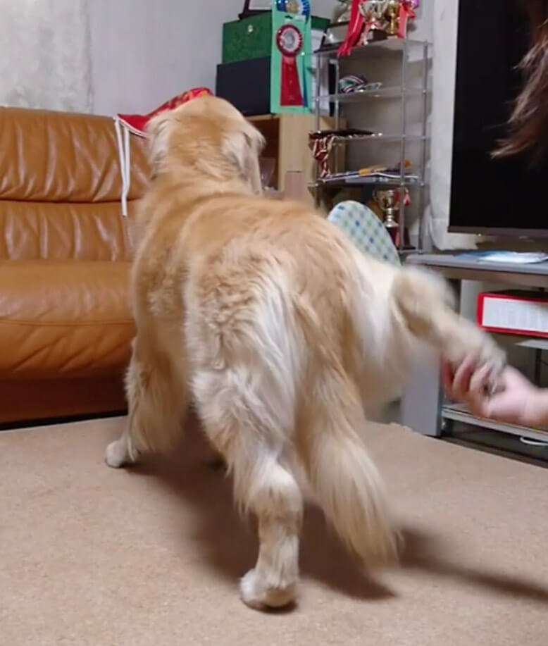 ゴールデンレトリーバー,動画