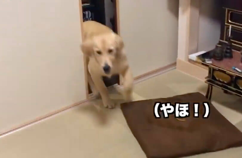 ゴールデンレトリーバー,動画