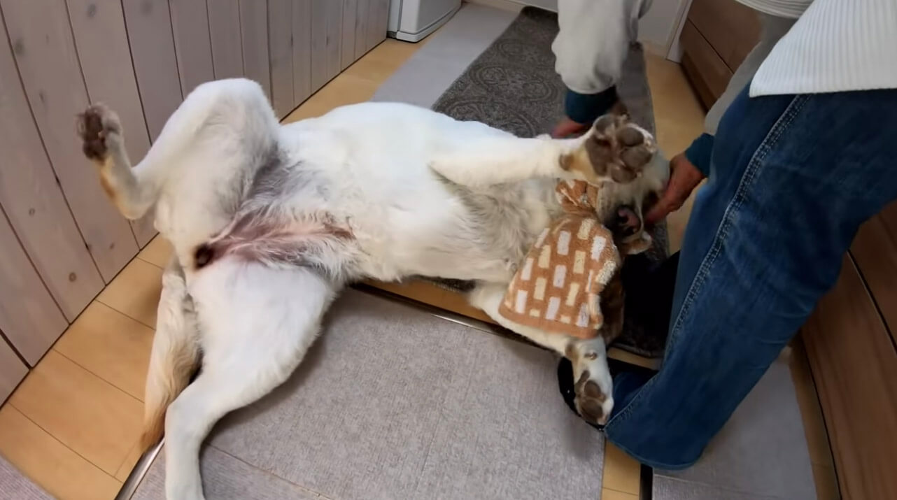 ラブラドールレトリーバー,動画