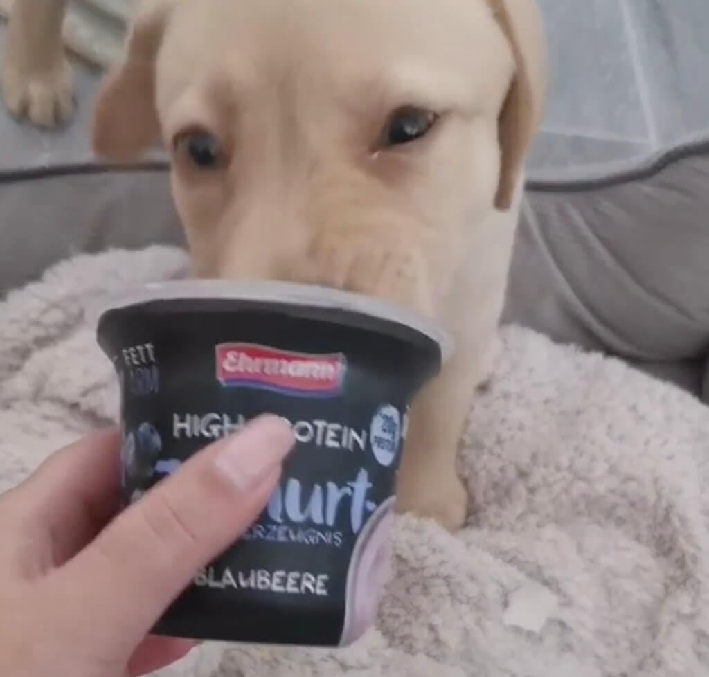 ラブラドールレトリーバー,動画