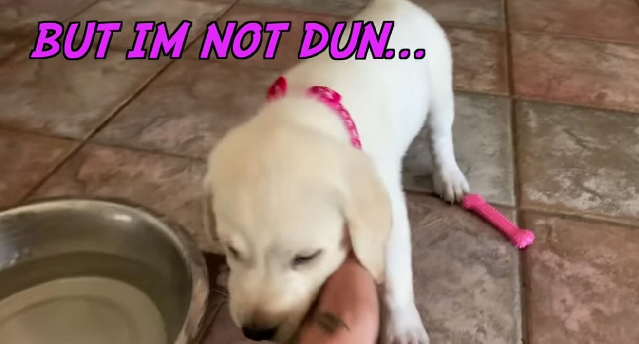 ラブラドールレトリーバー,動画