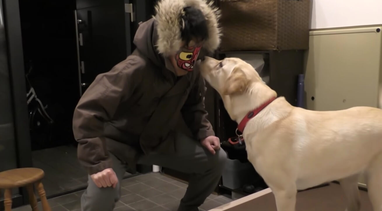 ラブラドールレトリーバー,動画