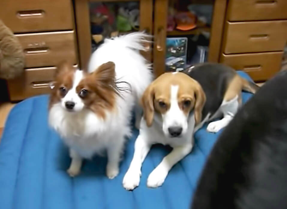 ラブラドールレトリーバー,動画