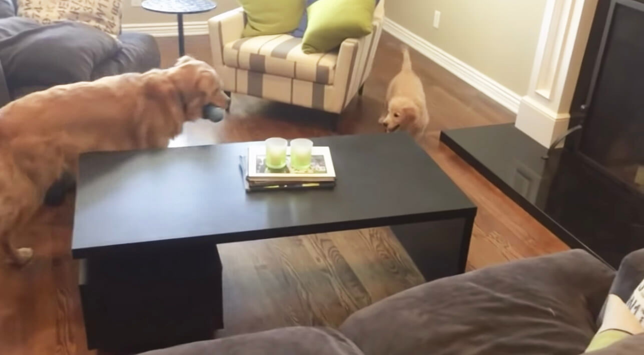 ゴールデンレトリーバー,動画