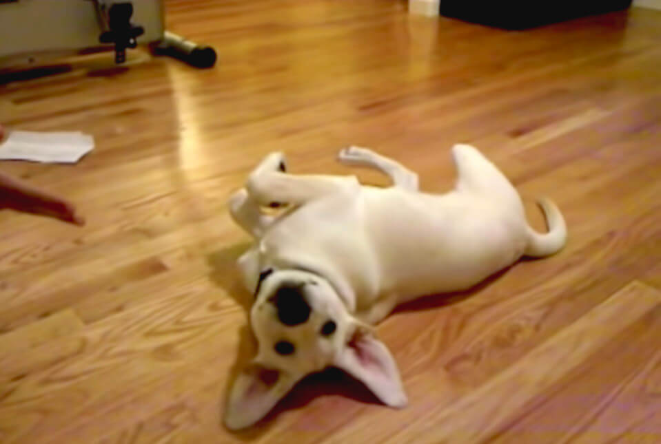 ゴールデンレトリーバー,動画