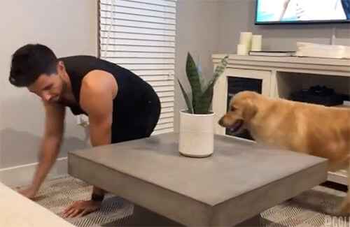 ゴールデンレトリーバー,動画