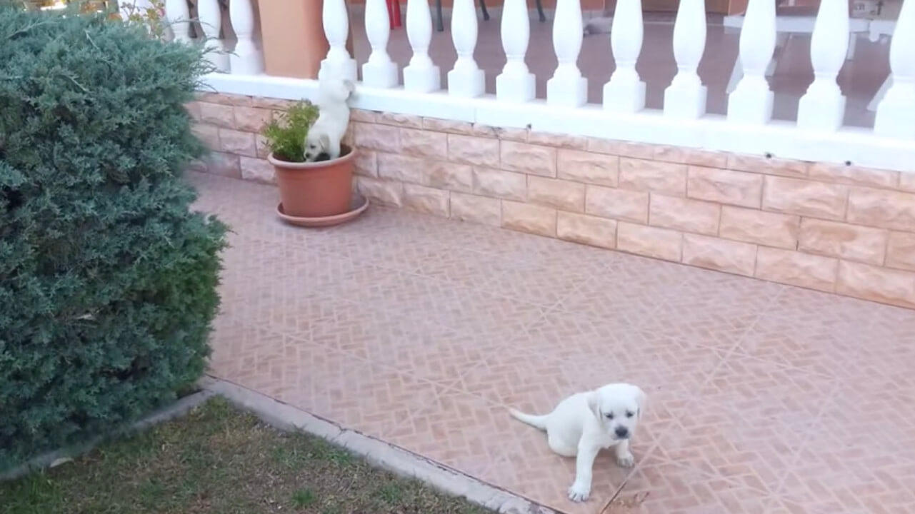 ラブラドールレトリーバー,動画