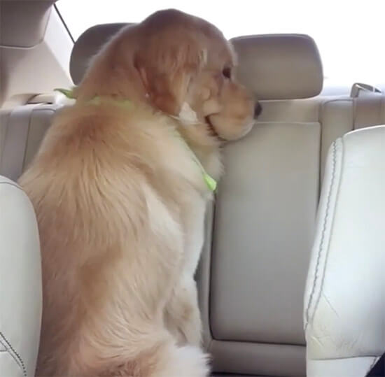 ゴールデンレトリーバー,動画