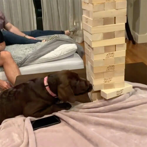 ラブラドールレトリーバー,動画