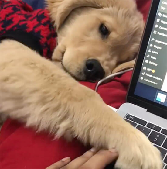 ゴールデンレトリーバー,動画