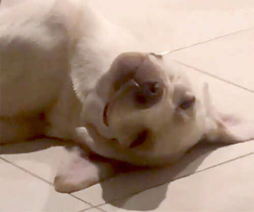 ラブラドールレトリーバー,動画