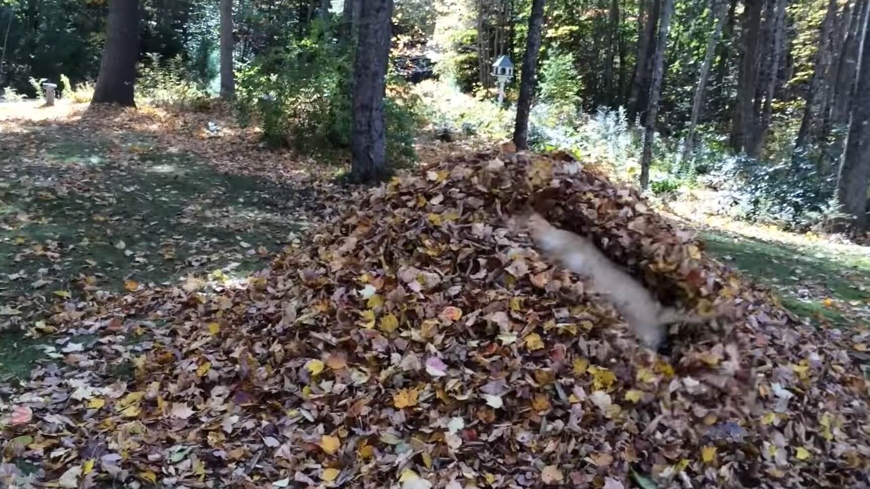 ラブラドールレトリーバー,動画