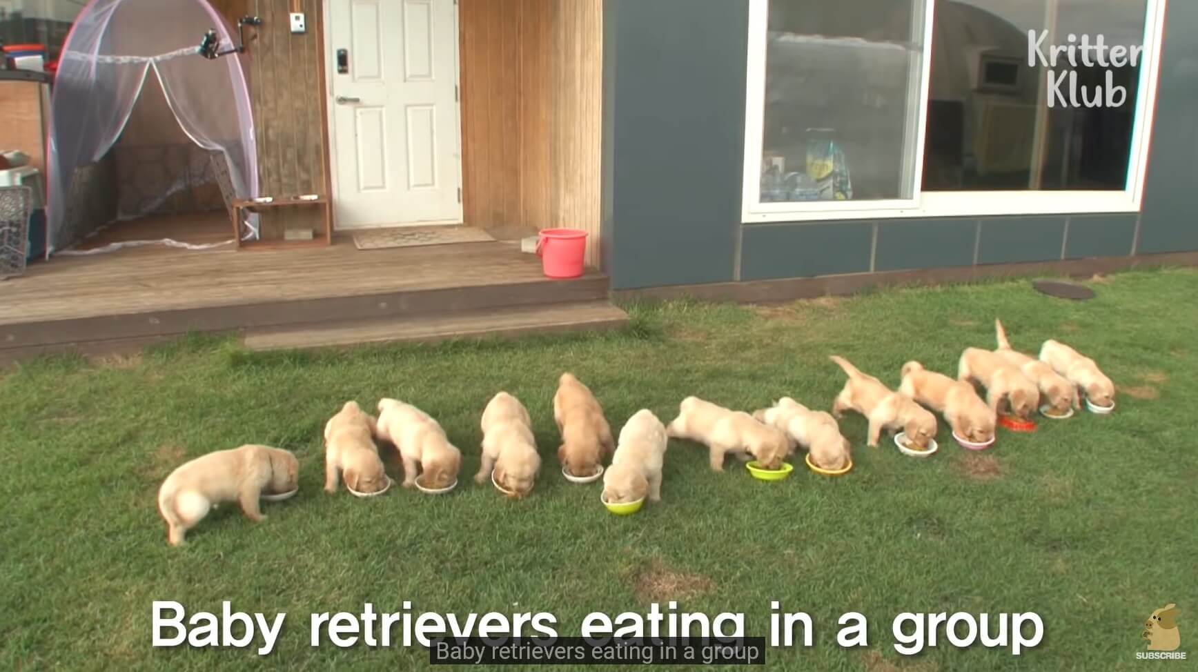 ゴールデンレトリーバー,動画