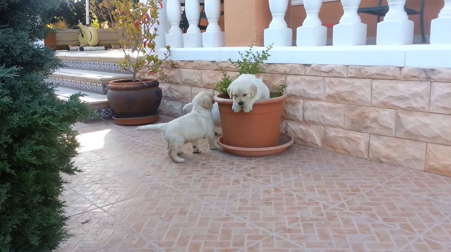 ラブラドールレトリーバー,動画