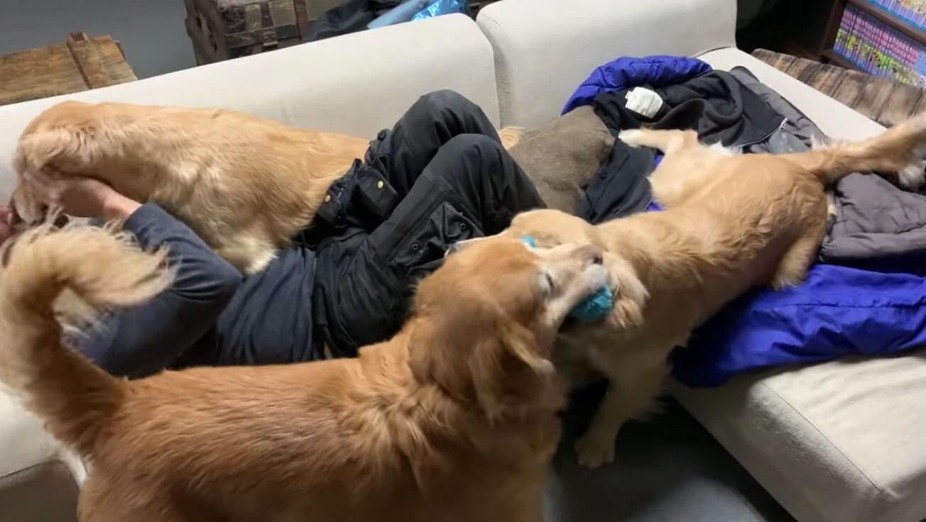 ゴールデンレトリーバー,動画