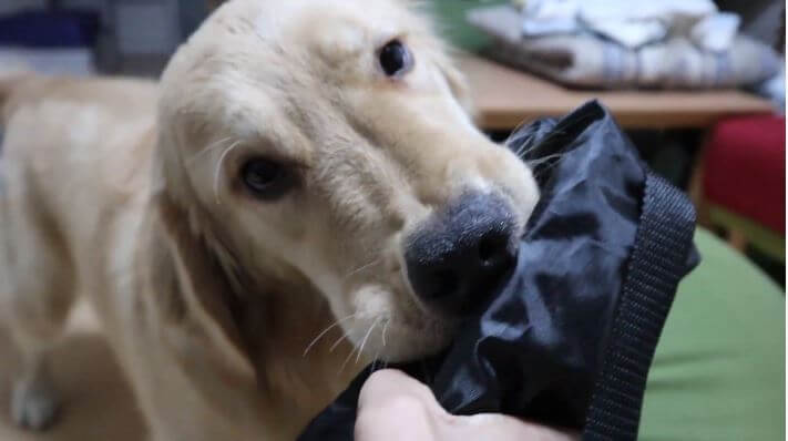 ゴールデンレトリーバー,動画