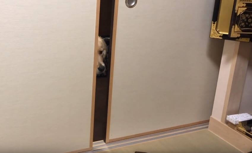 ゴールデンレトリーバー,動画