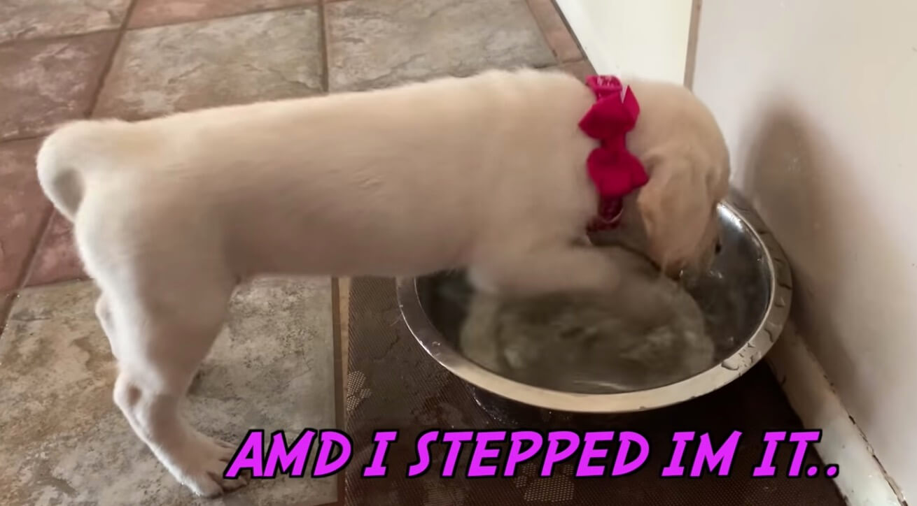 ラブラドールレトリーバー,動画