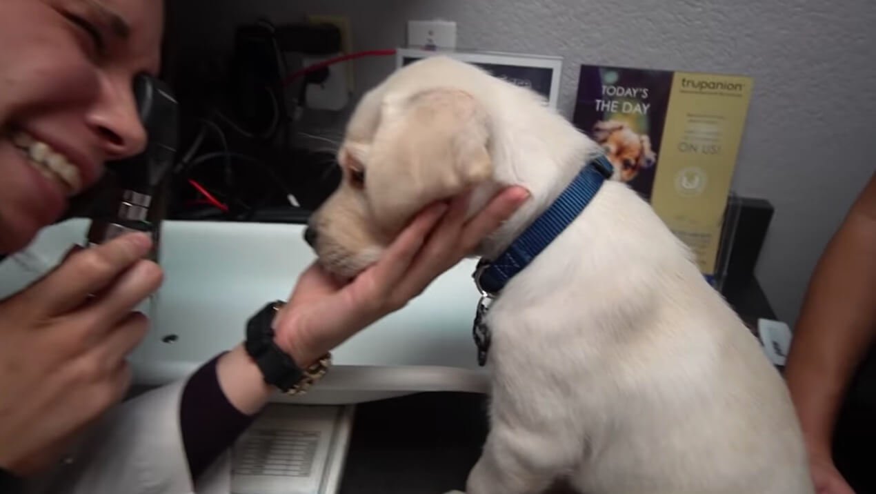 ラブラドールレトリーバー,動画