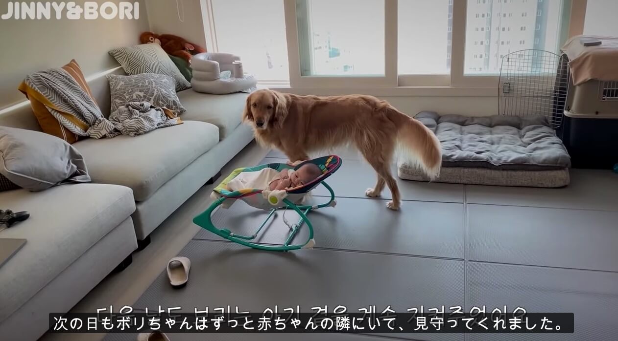 ゴールデンレトリーバー,動画