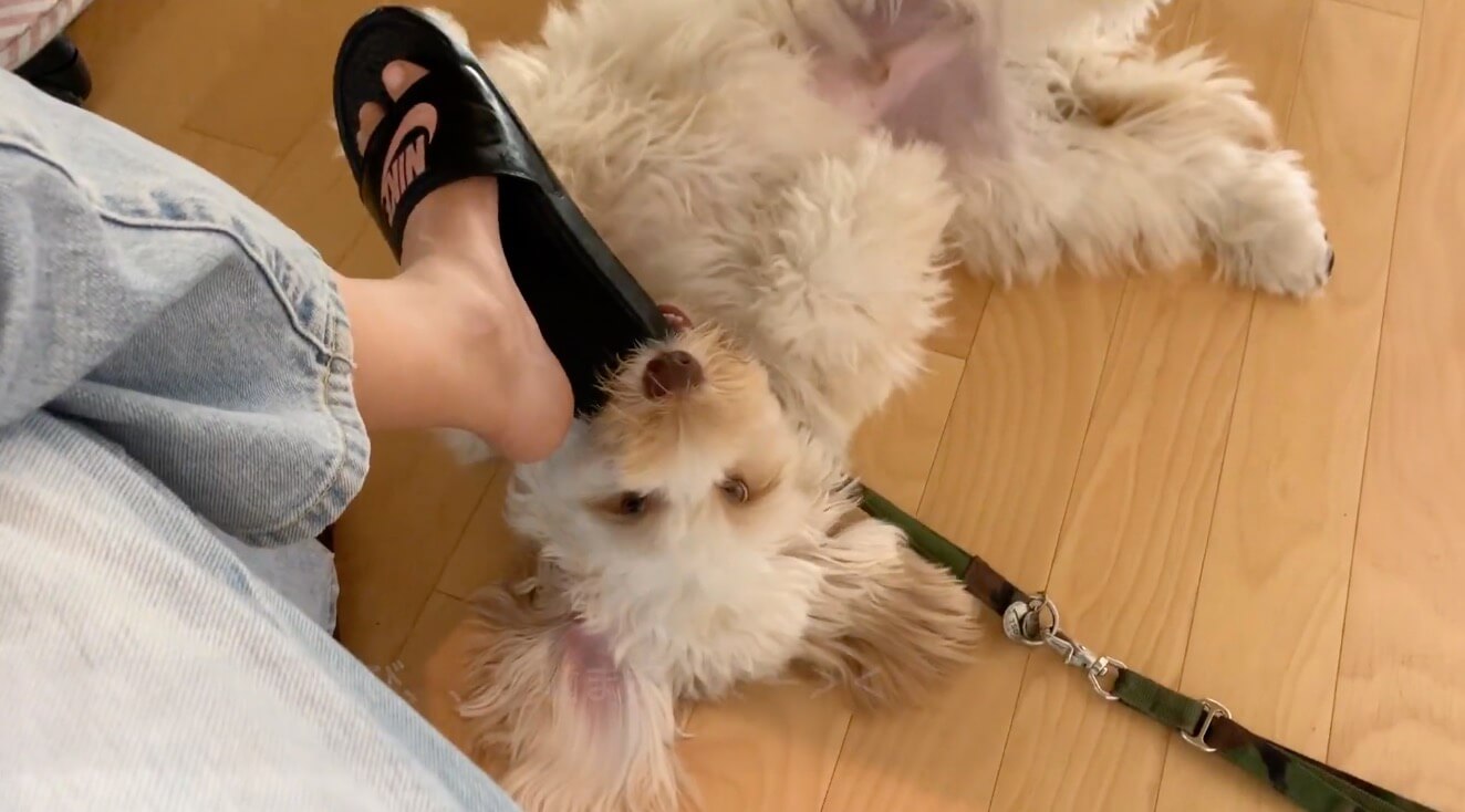 ラブラドゥードル,動画