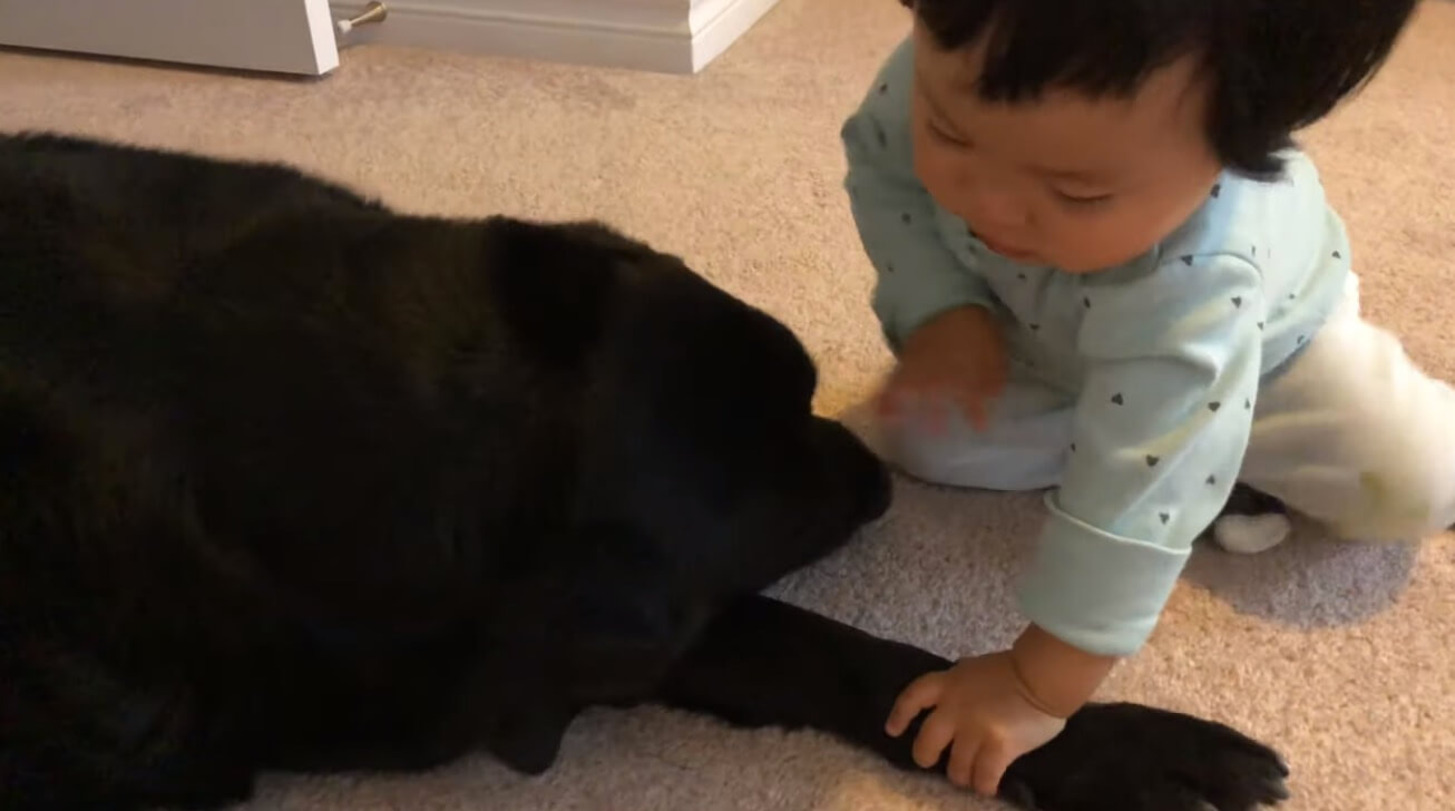 ラブラドールレトリーバー,動画