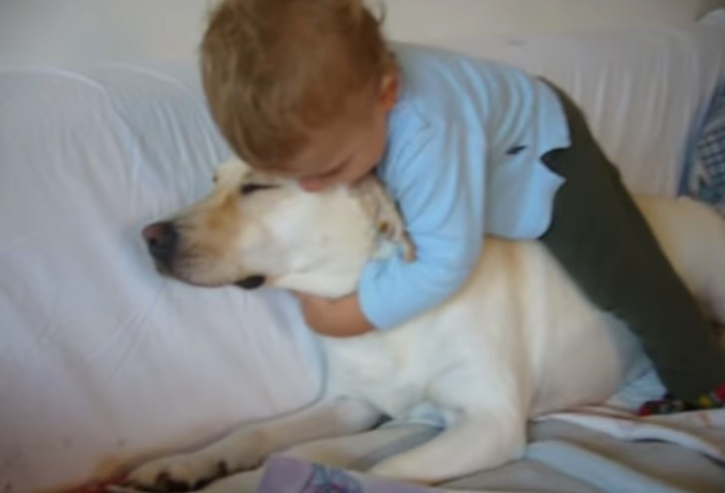 ラブラドールレトリーバー,動画