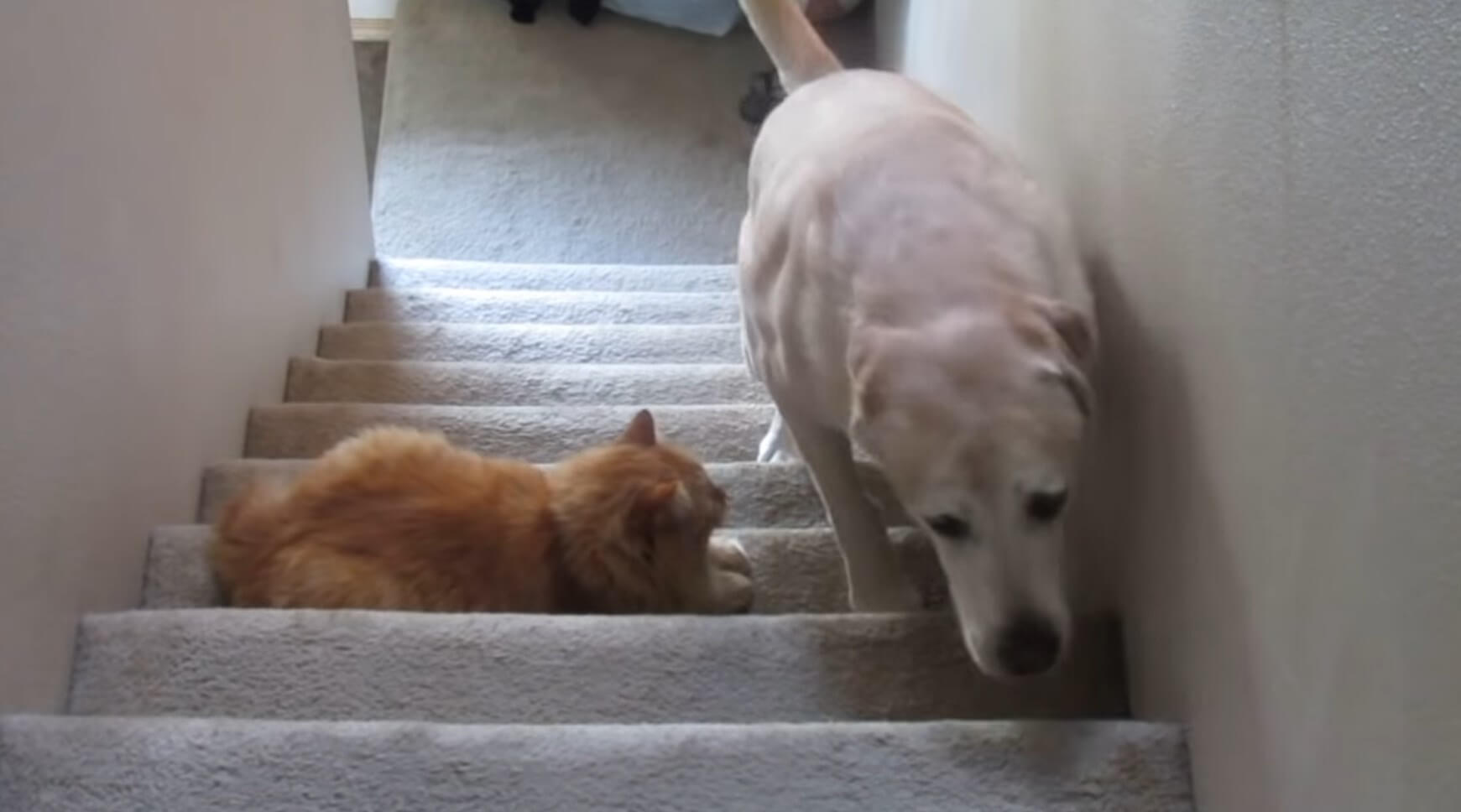 ラブラドールレトリーバー,動画