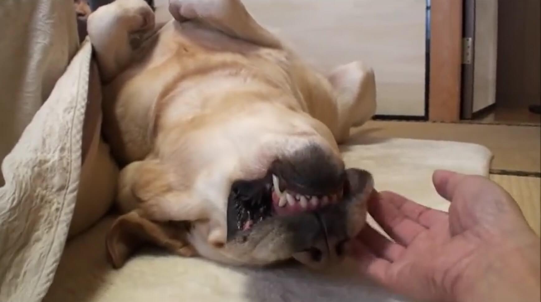 ラブラドールレトリーバー,動画