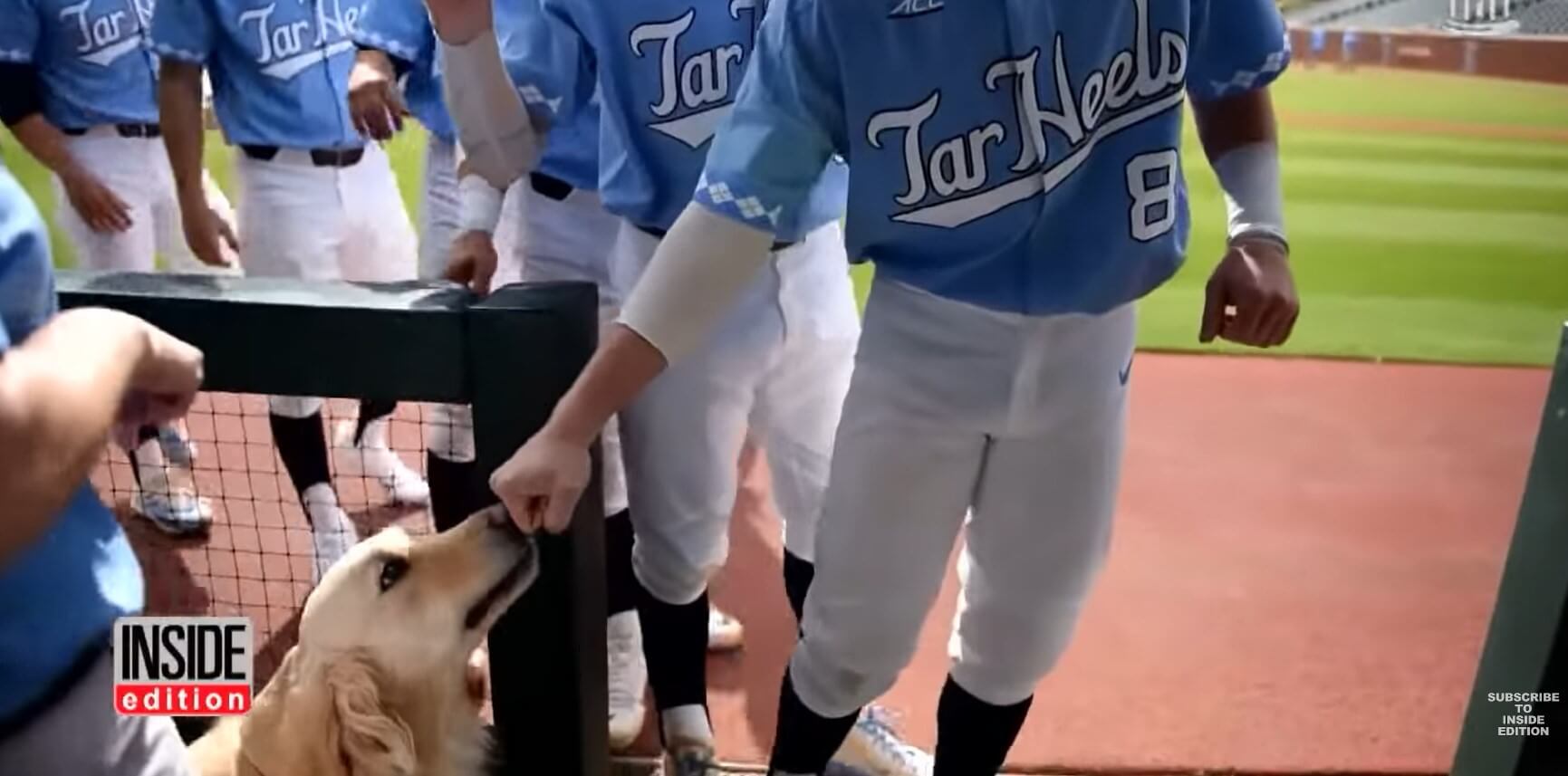 ゴールデンレトリーバー,動画