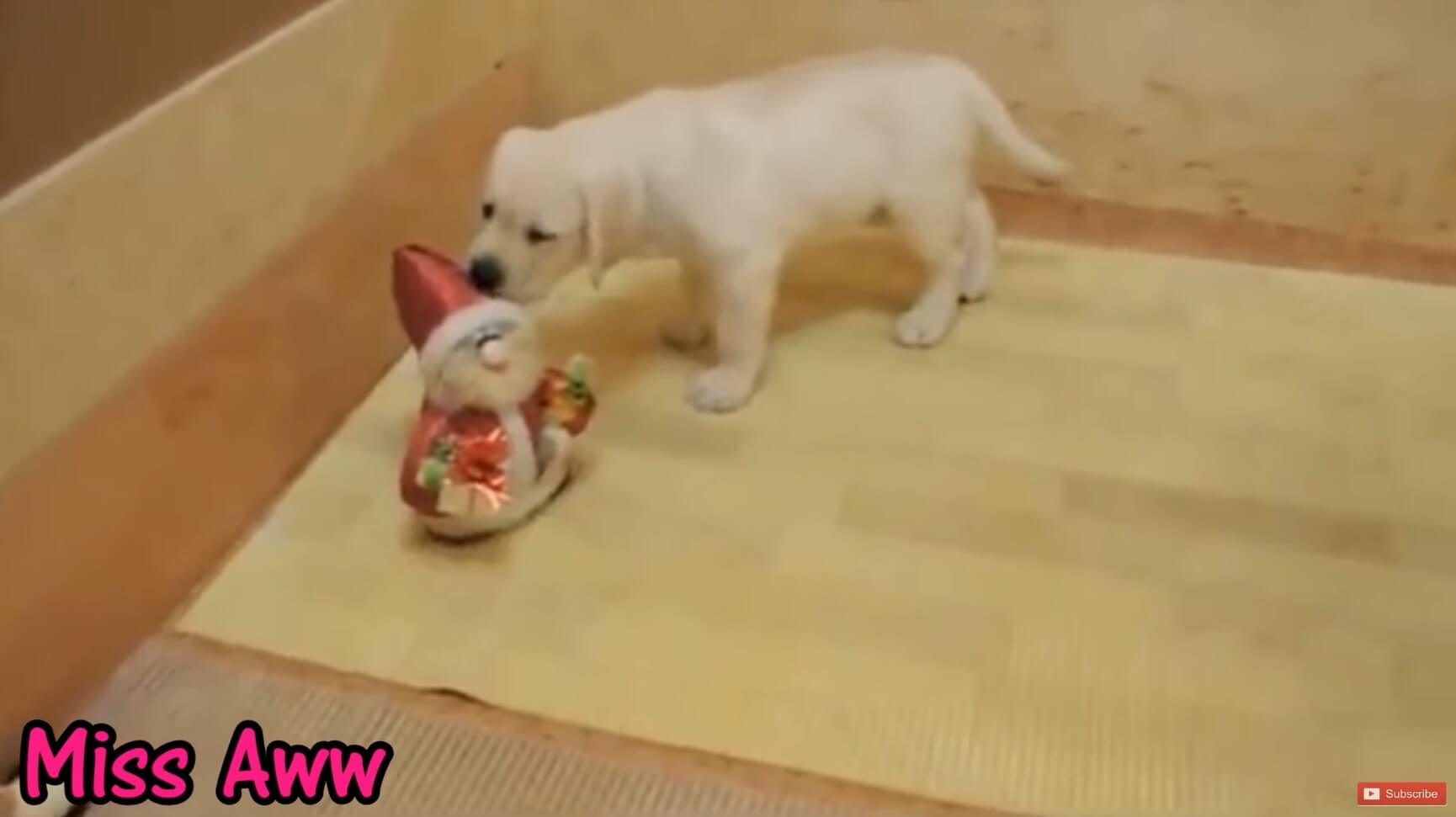 ラブラドールレトリーバー,動画