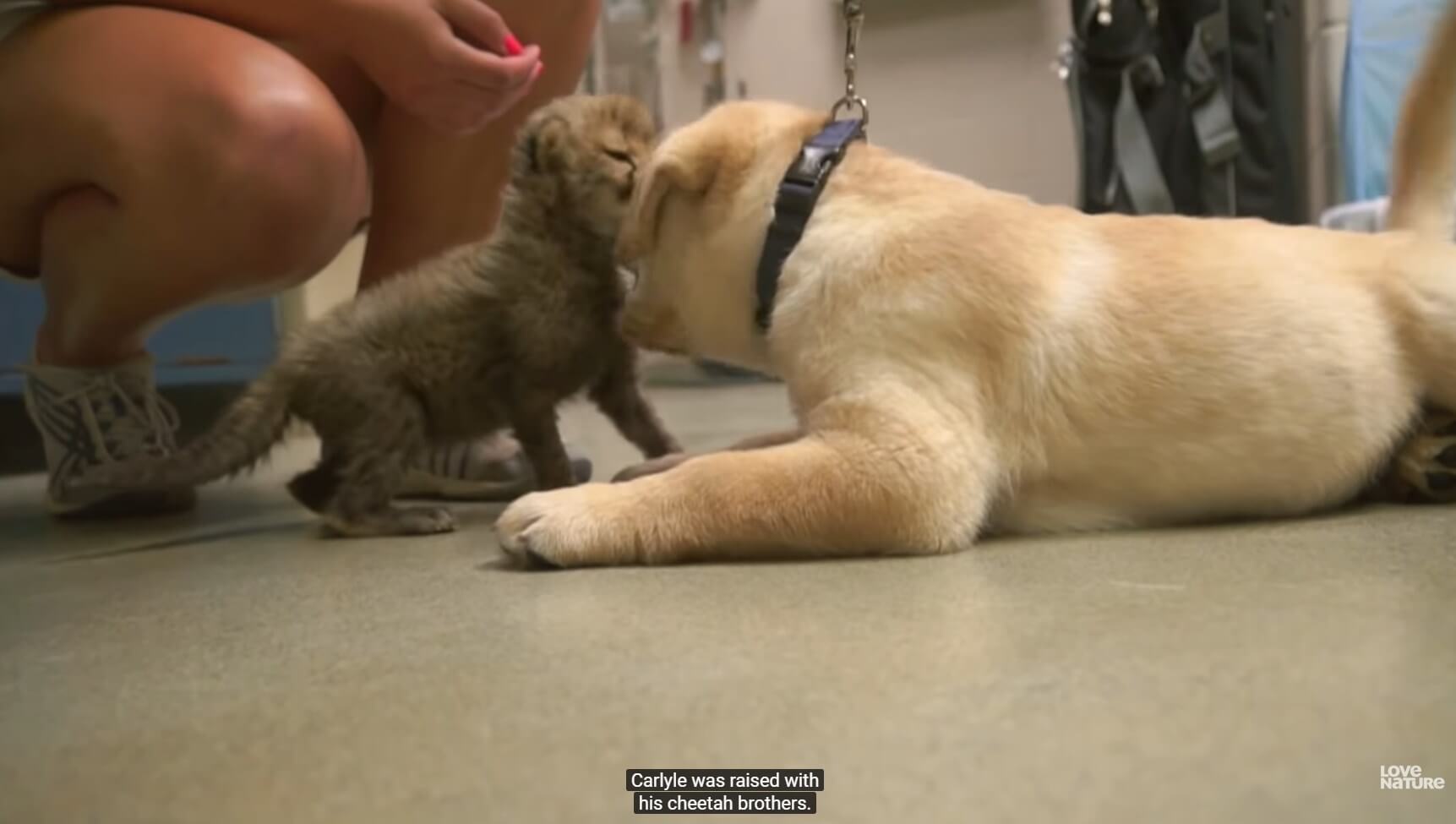 ラブラドールレトリーバー,動画