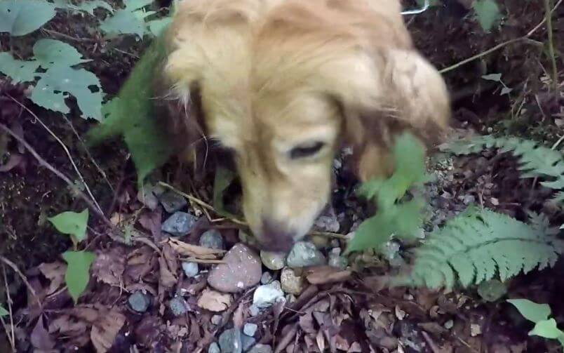 ゴールデンレトリーバー,動画