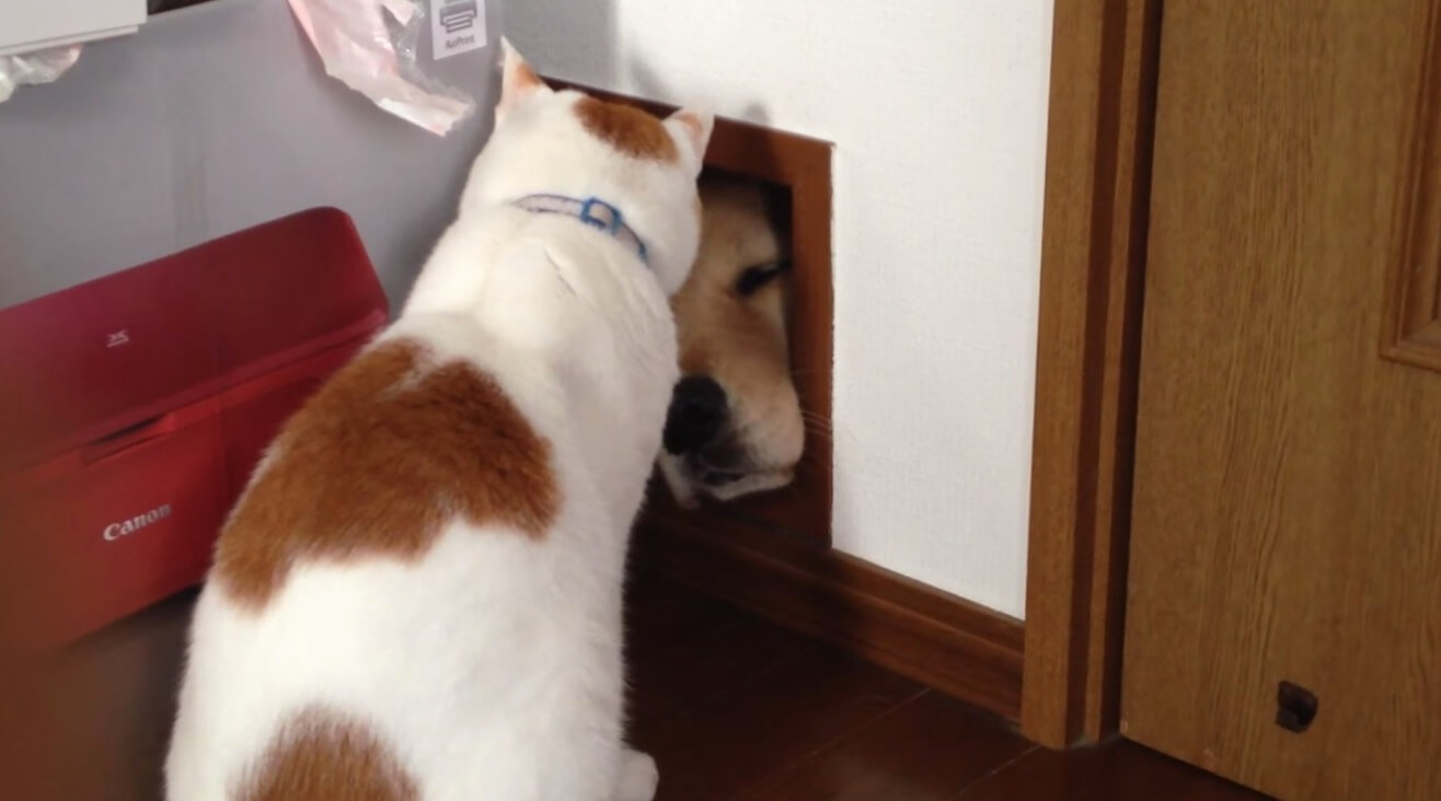 ゴールデンレトリーバー,動画