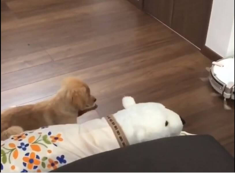 ゴールデンレトリーバー,動画