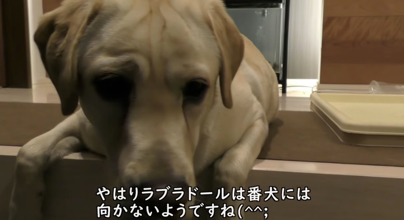 ラブラドールレトリーバー,動画