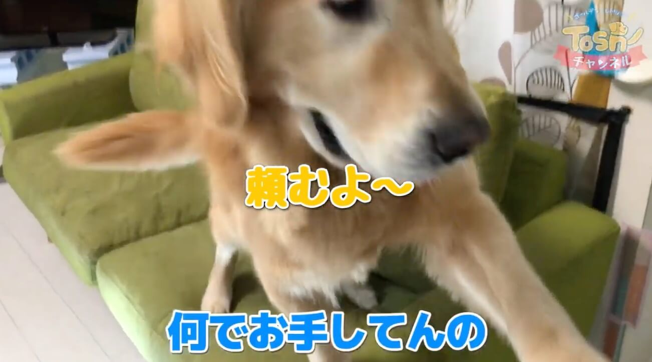 ゴールデンレトリーバー,動画