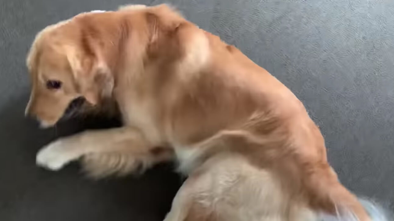 ゴールデンレトリーバー,動画