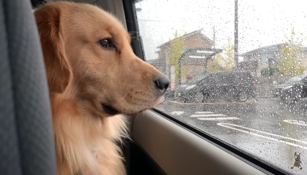 ゴールデンレトリーバー,動画