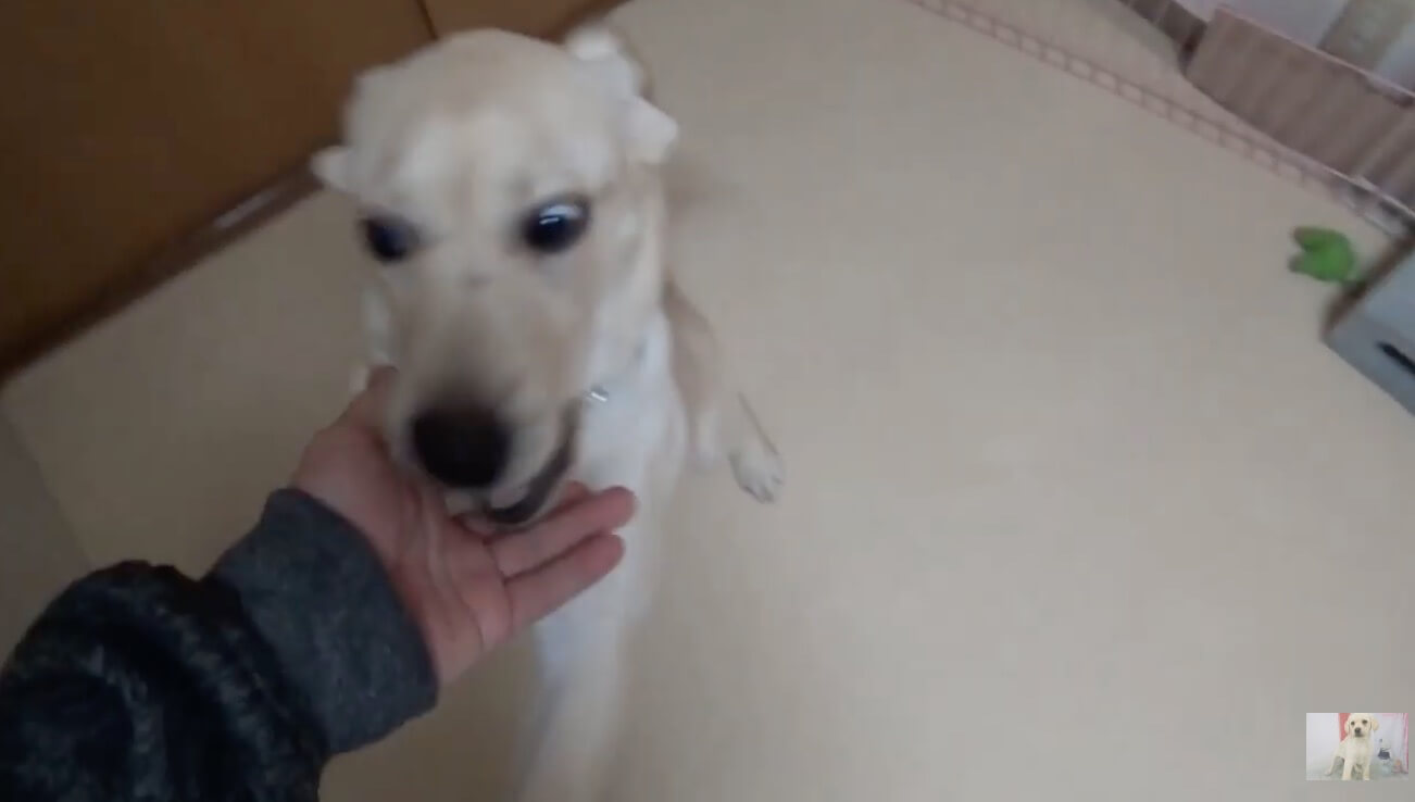 ラブラドールレトリーバー,動画