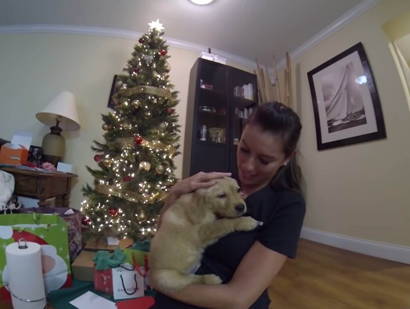 ゴールデンレトリーバー,動画