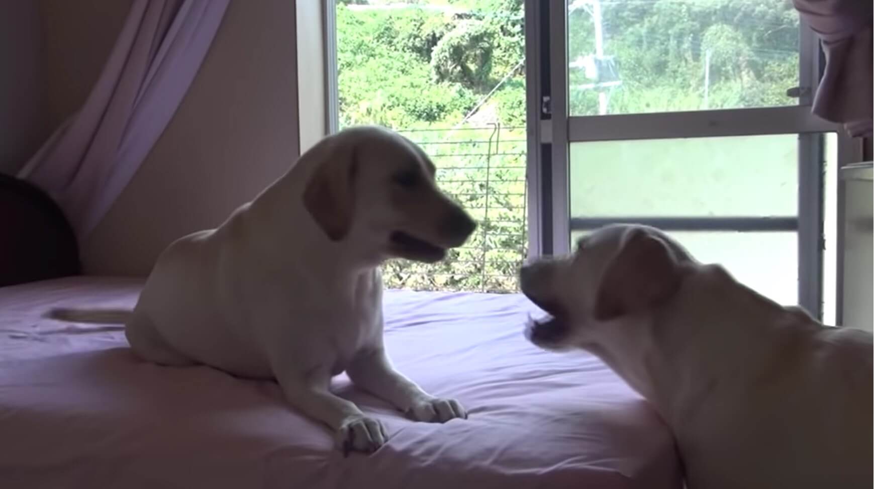 ラブラドールレトリーバー,動画