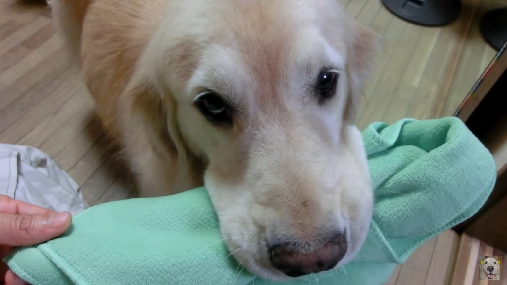 ゴールデンレトリーバー,動画