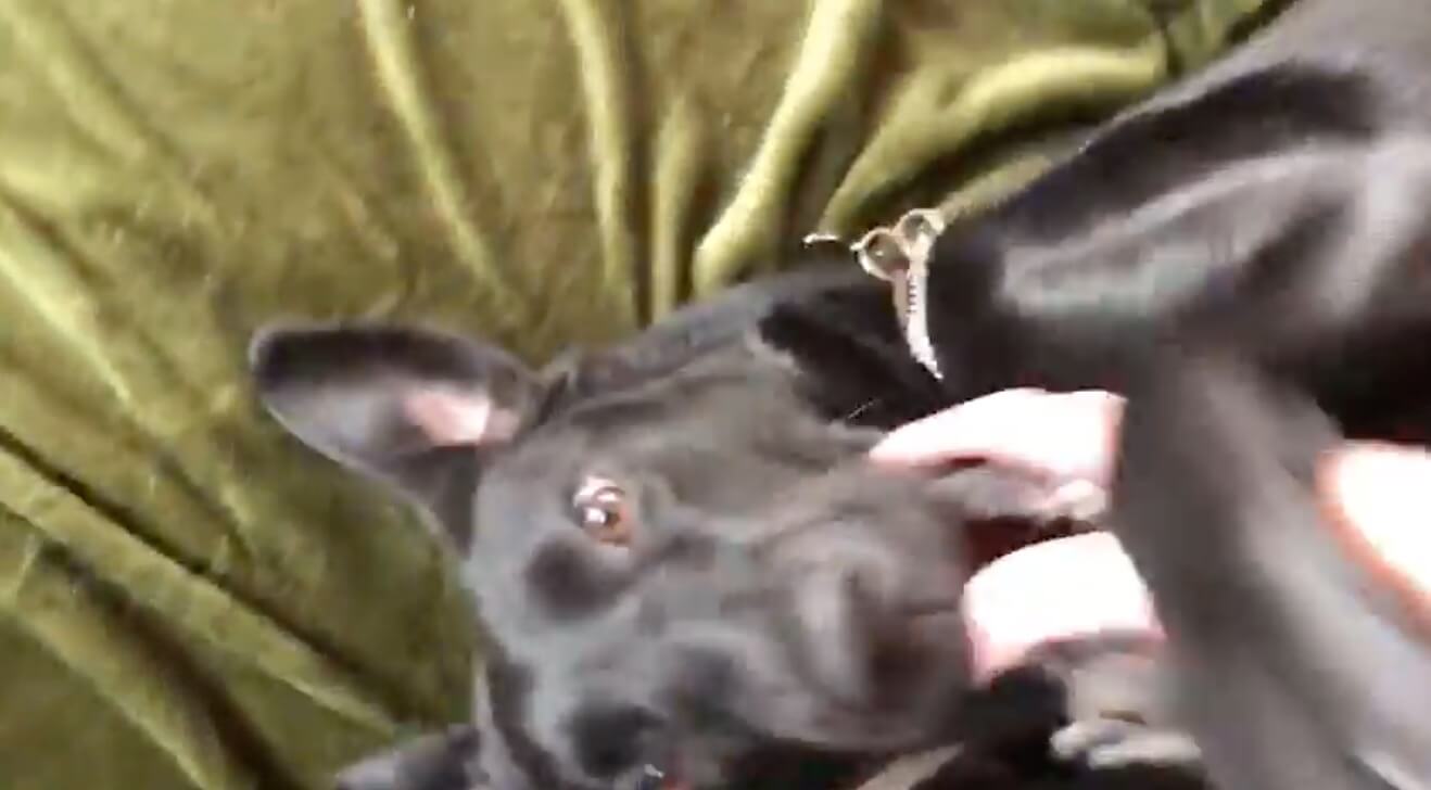 ラブラドールレトリーバー,動画